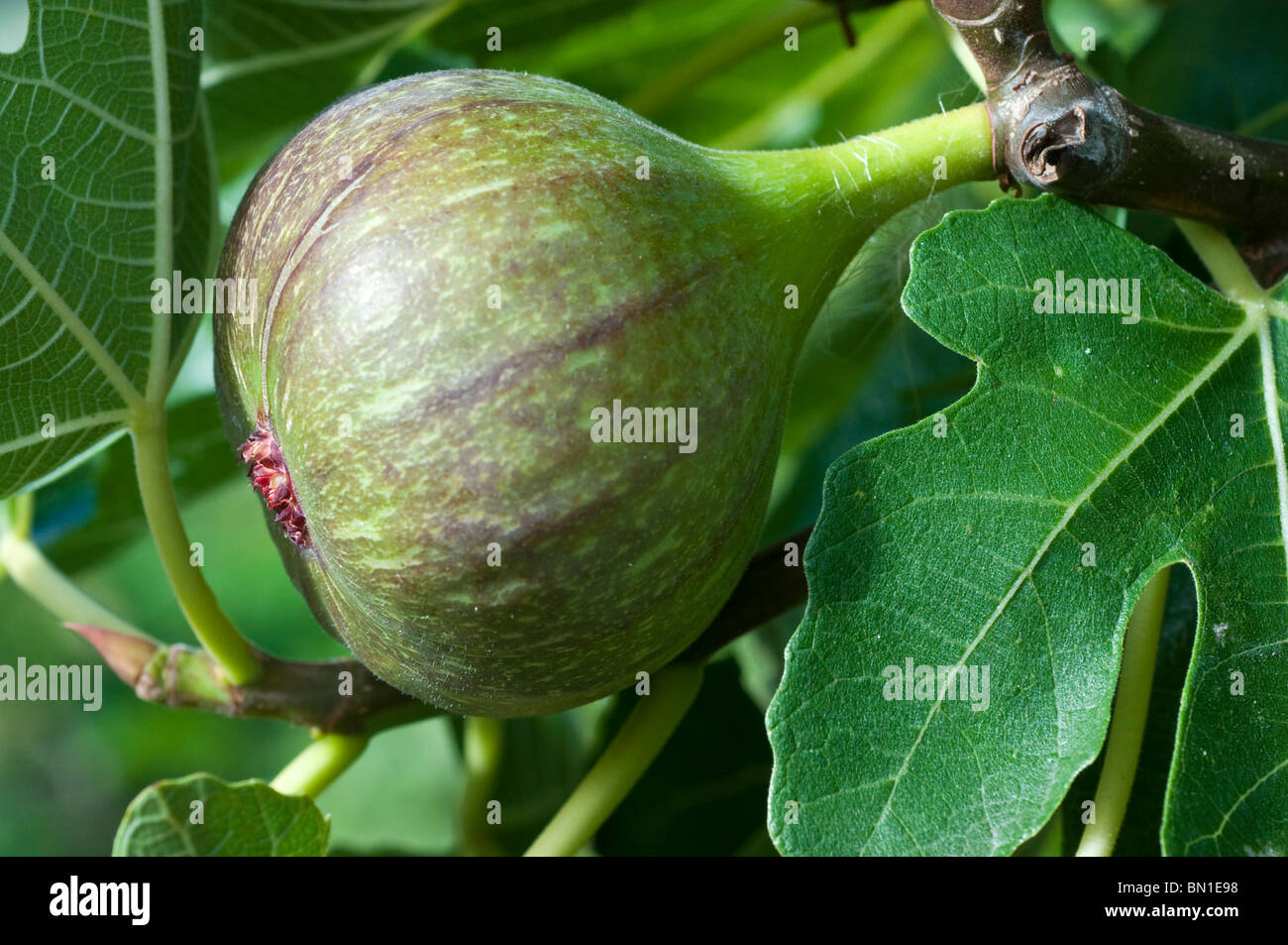 A ripening fig on tree Stock Photo