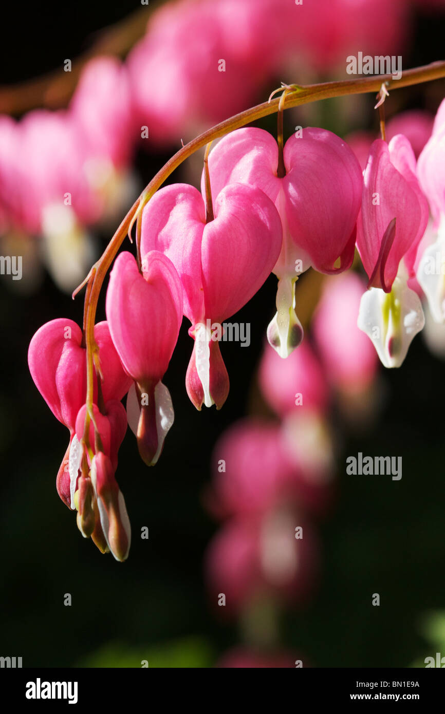 Bleeding heart flowers. (Dicentra spectabilis) Stock Photo