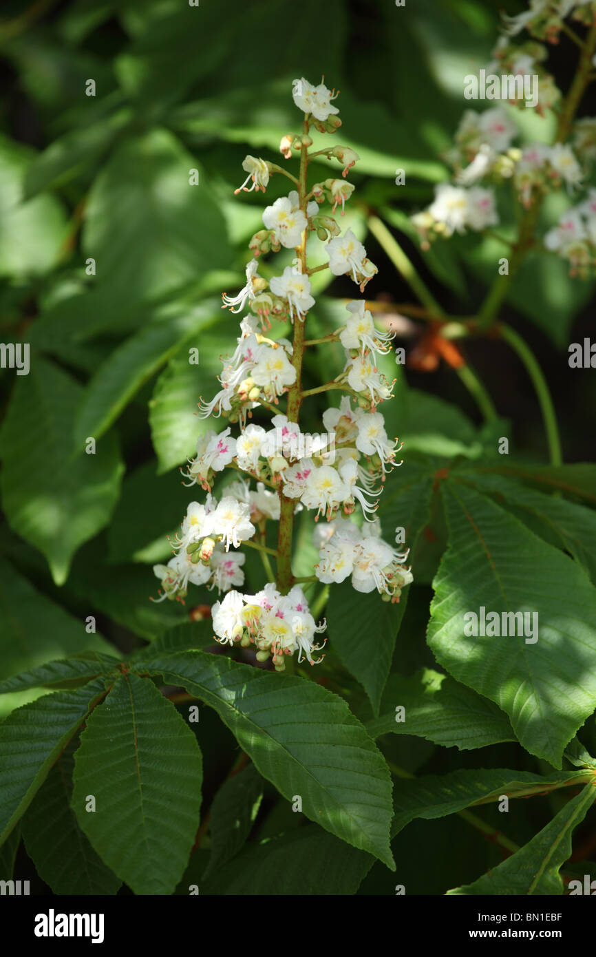 Horse chestnut tree (Aesculus hippocastanum) in bloom, Male Karpaty, Slovakia Stock Photo Alamy