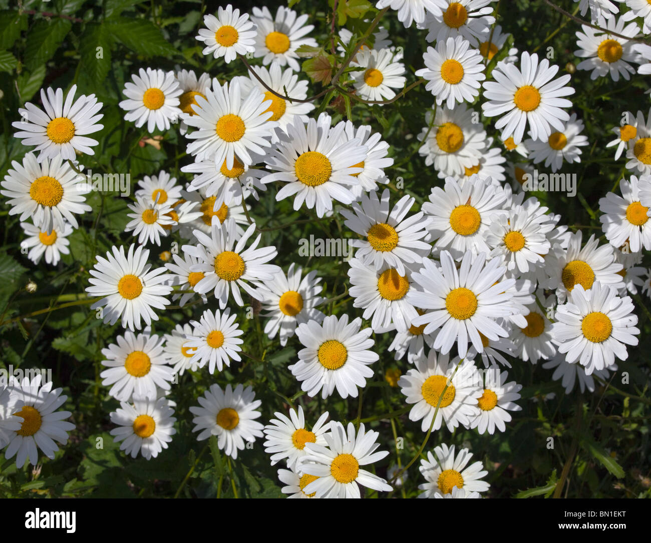 Chamomile carpet hi-res stock photography and images - Alamy