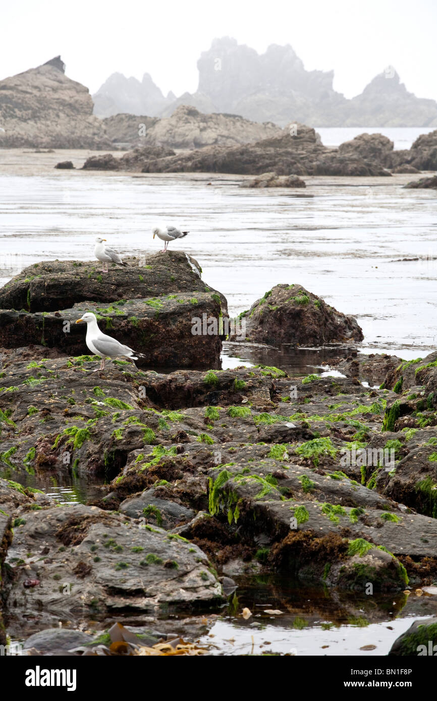 Lizard Point, Lizard Peninsula, Cornwall, England, Great Britain Stock ...