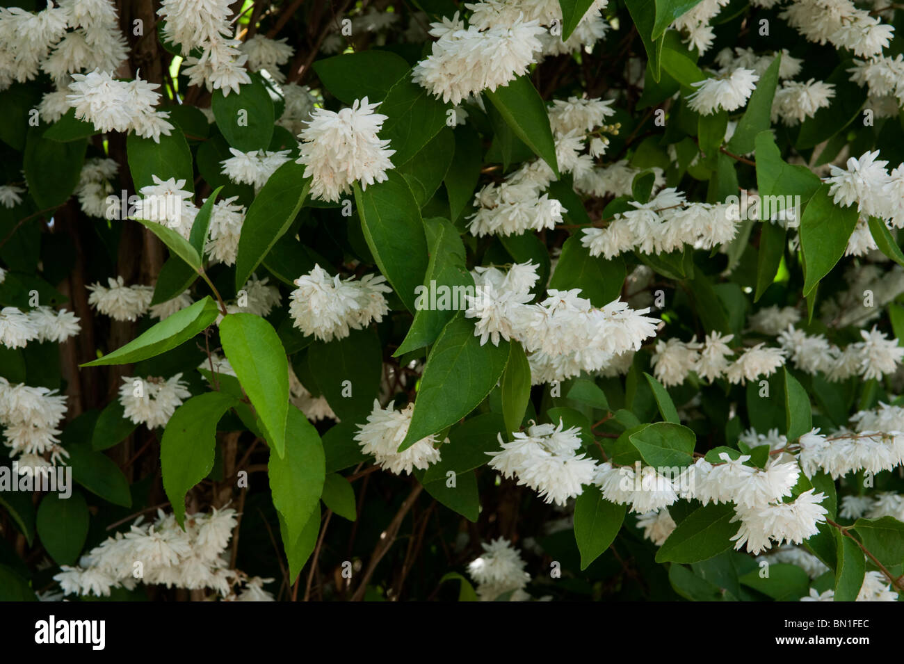 Philadelphus x virginalis 'Miniature Snowflake' in bloom in Stock Photo