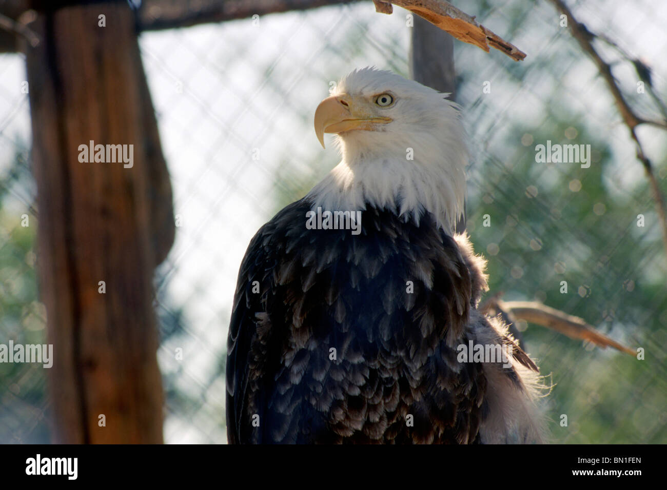 Bald Eagle, Alaska, North America, USA Stock Photo - Alamy