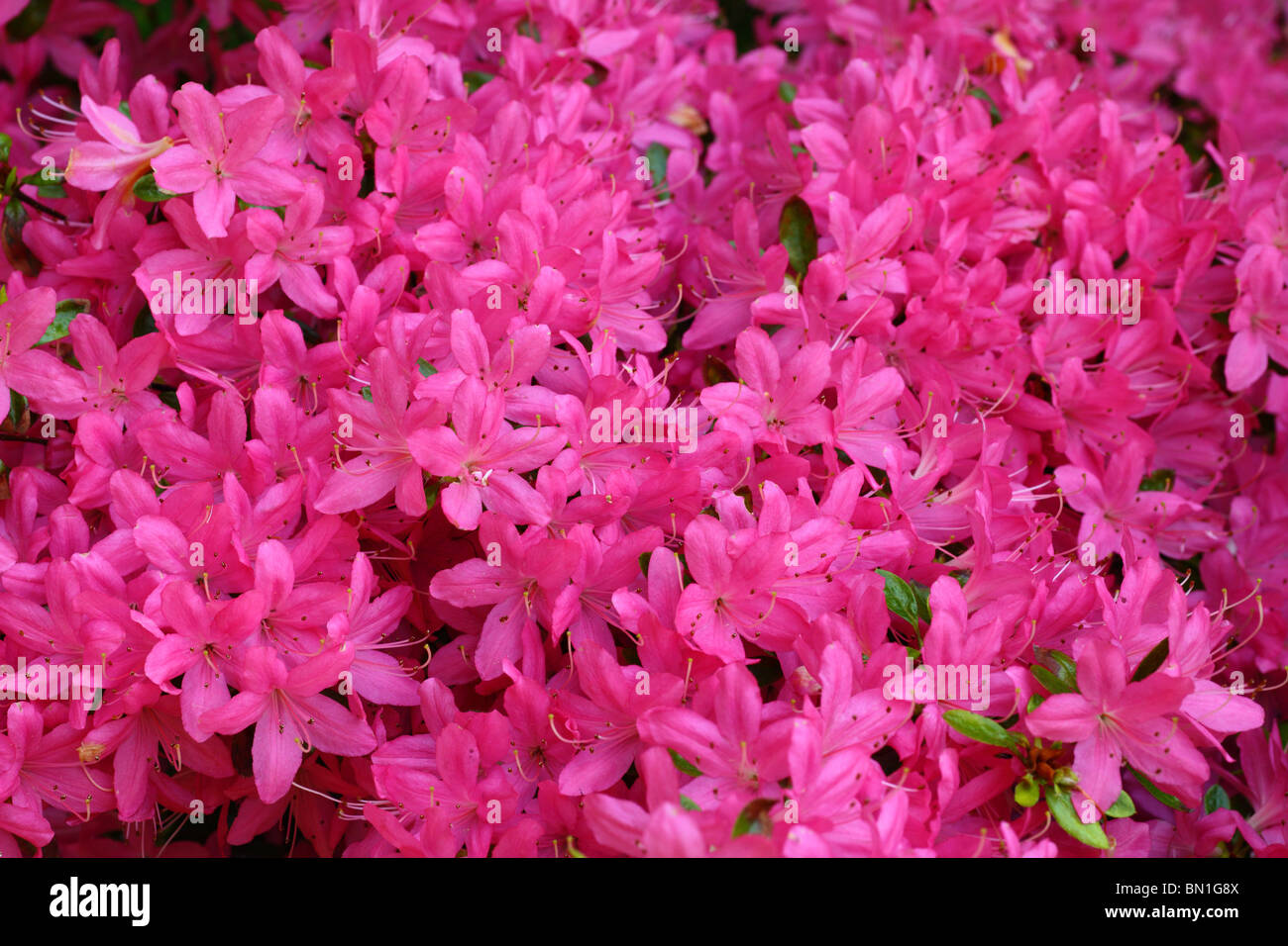 Pink Rhodos Pink rhododendron flowers close up Stock Photo - Alamy