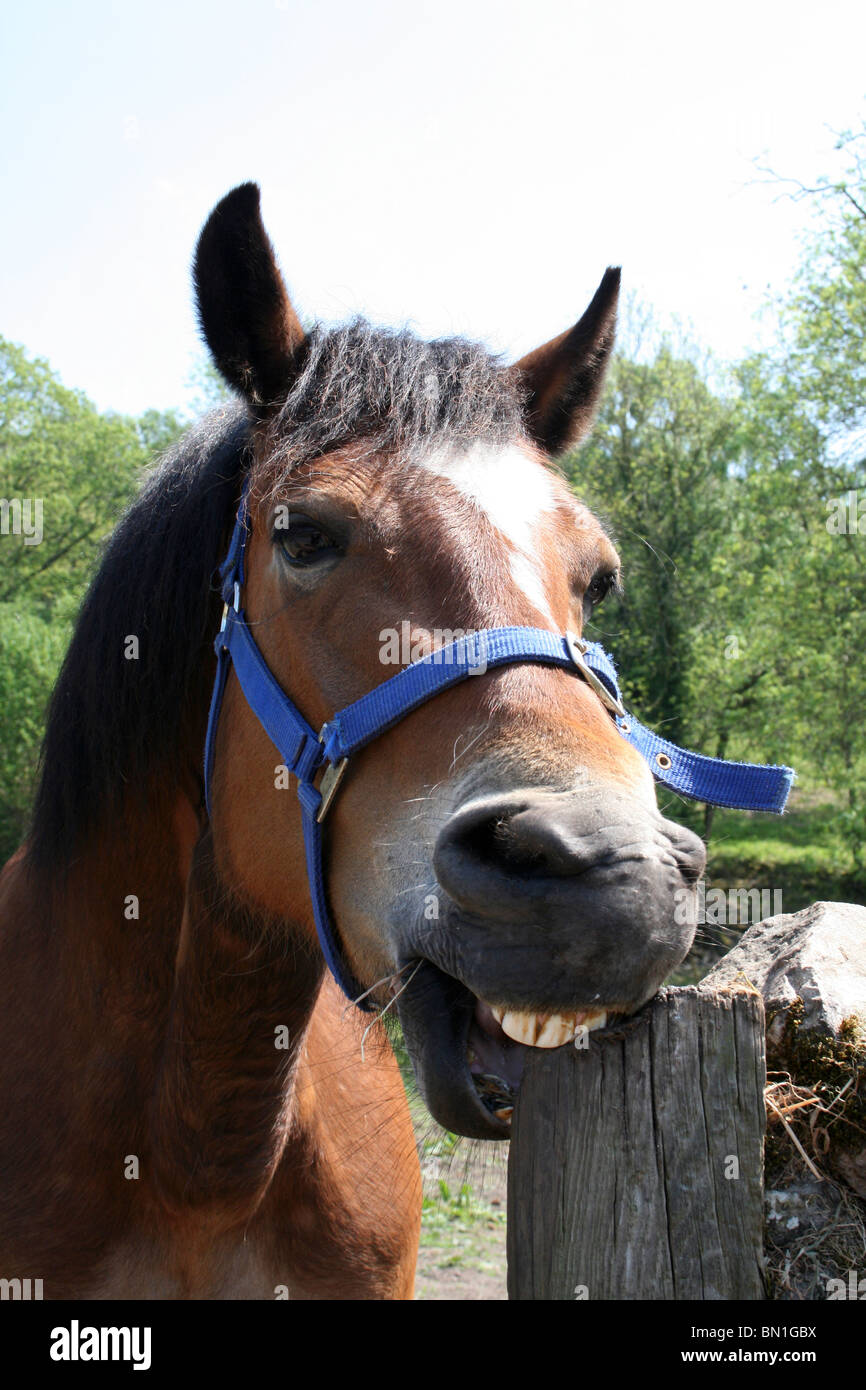 Amusing Horse Chewing Wooden Post Taken in Lancashire, UK Stock Photo