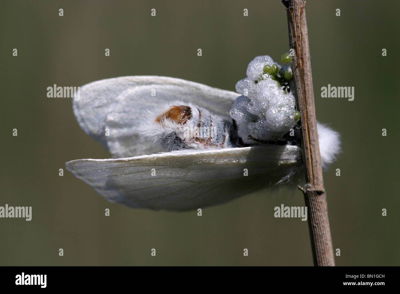 White Satin Moth Leucoma salicis Female Laying Eggs Taken on The Sefton Coast, Merseyside, UK Stock Photo