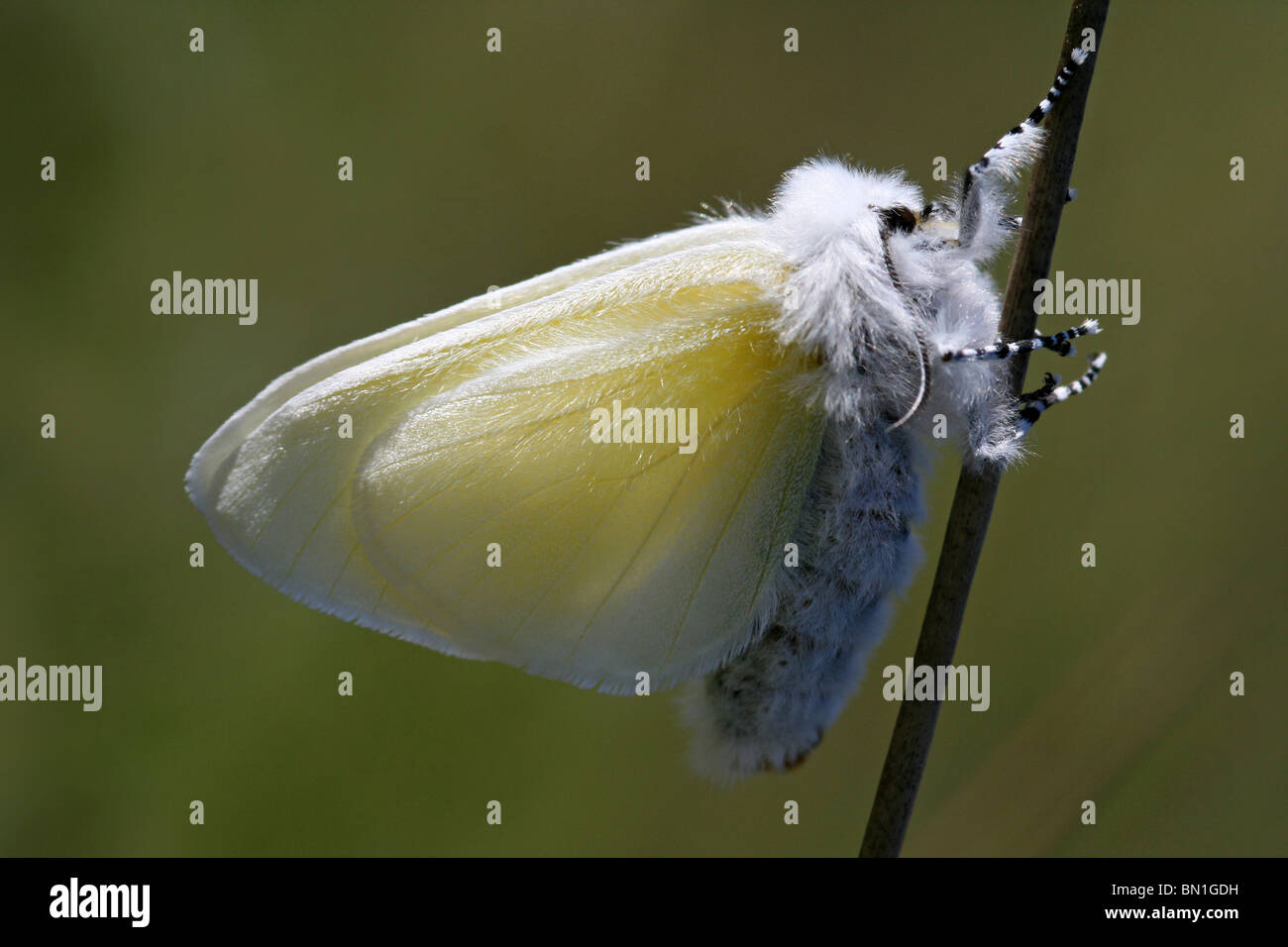 White Satin Moth Leucoma salicis Taken on The Sefton Coast, Merseyside, UK Stock Photo