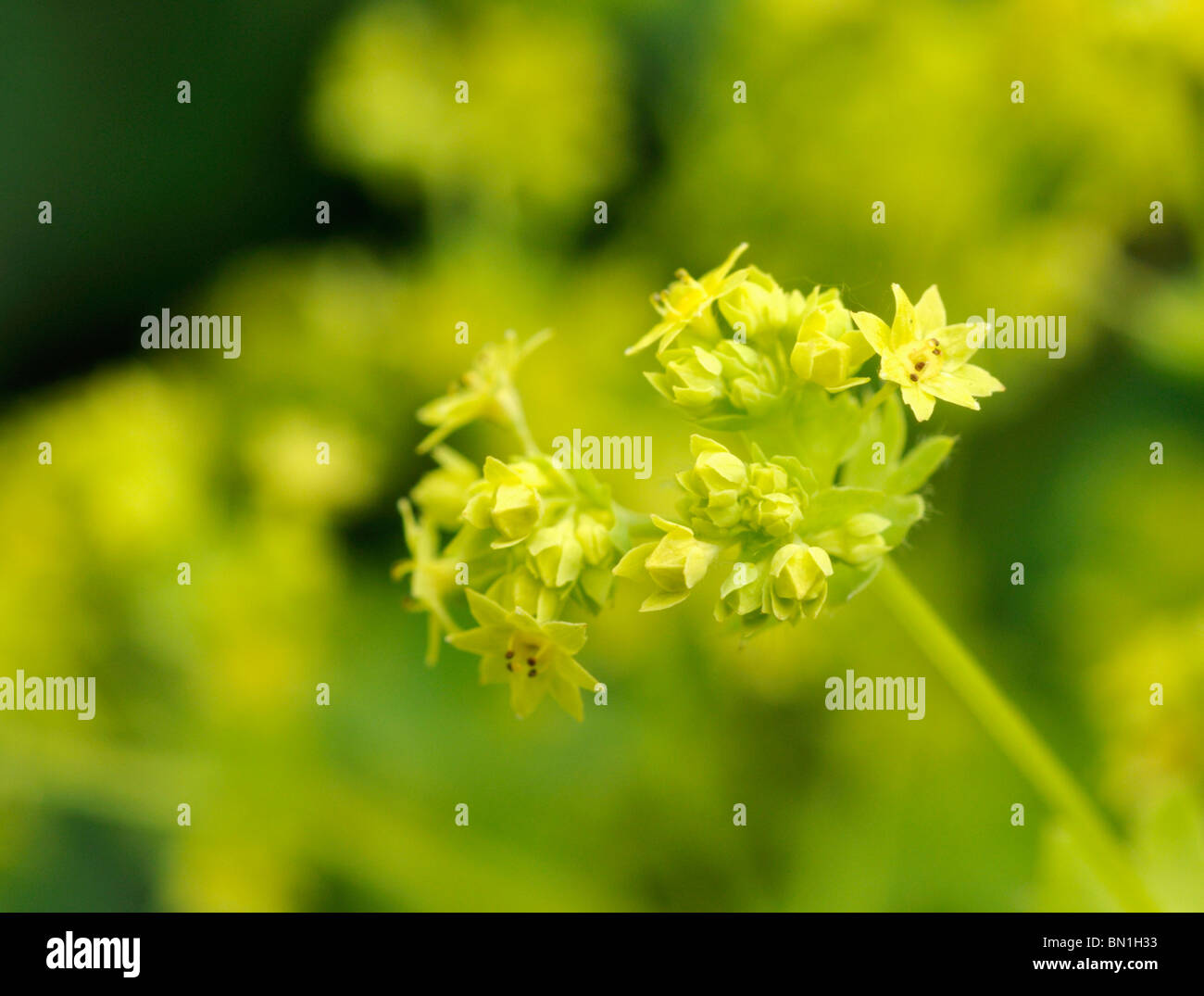 Flowers of Alchemilla mollis Lady's Mantle. Stock Photo