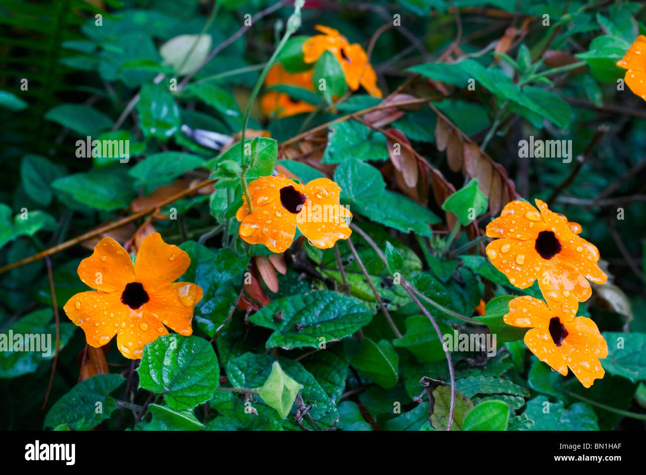 Black-eyed Susan flowers after rain. Order: Lamiales, Family: Acanthaceae, Genus: Thunbergia, Species: T. Alata. South Africa. Stock Photo