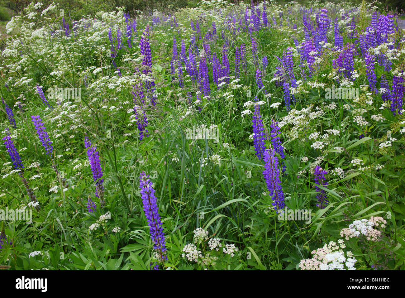 Wild blue lupins Liupinus and white great water parsnip flowers Sium latifolium Stock Photo