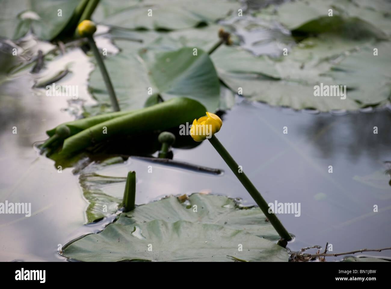 Yellow pond lilies growing out of river Lahn Stock Photo
