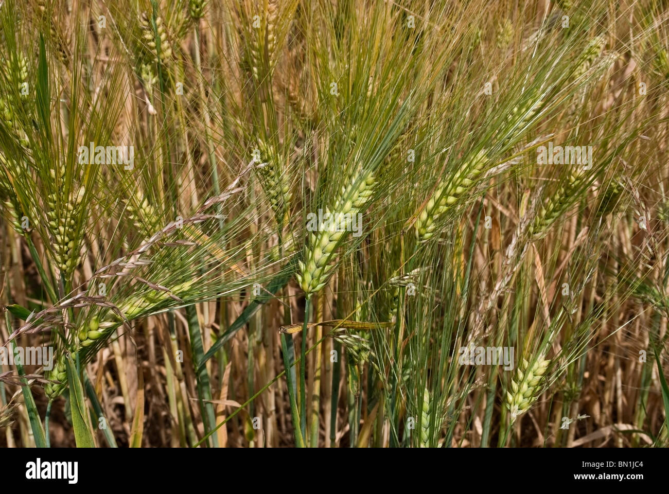 Landscape photograph of a durum wheat field in Giessen, Germany Stock Photo