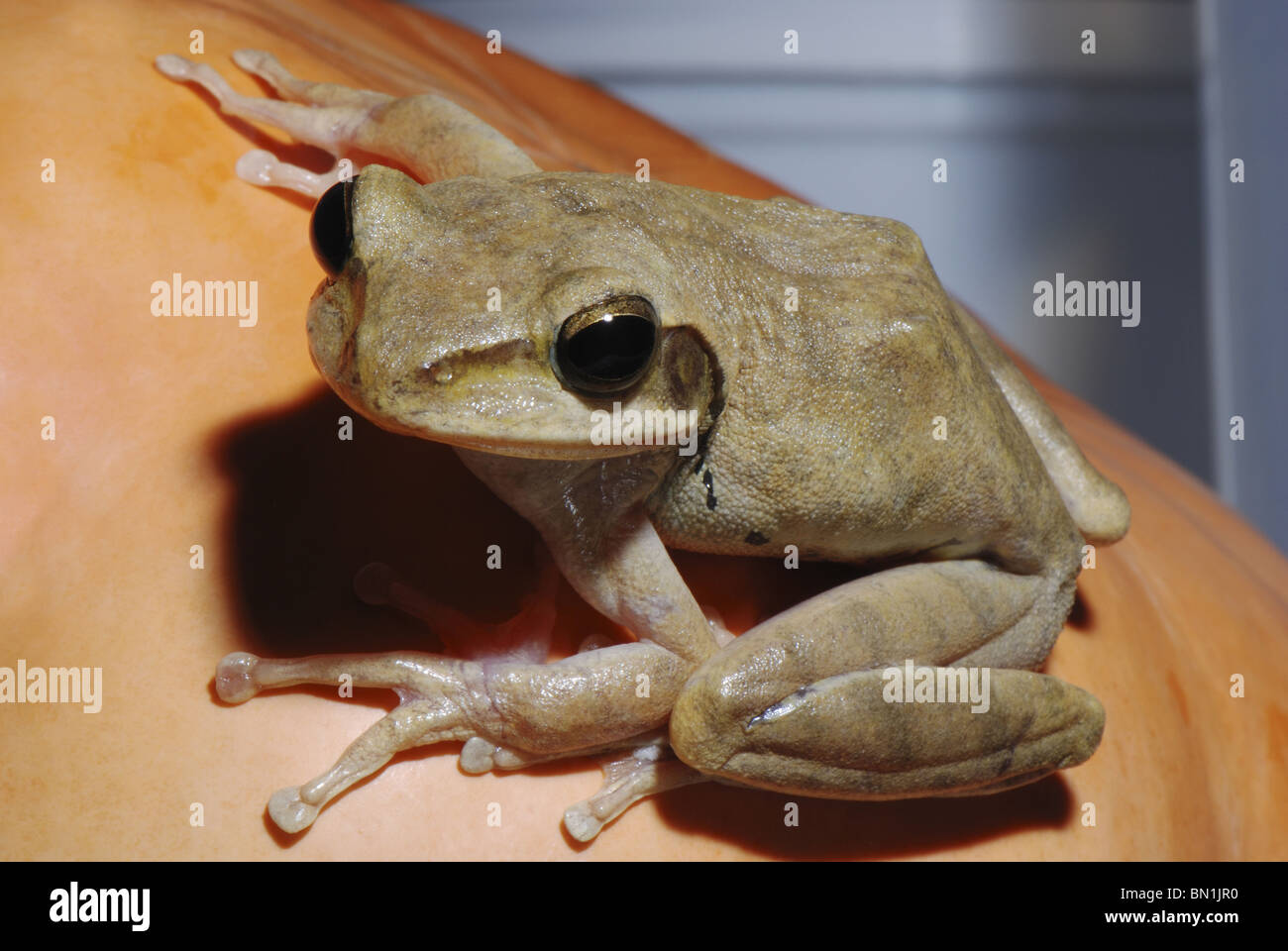 Common Indian Tree Frog (Polypedates maculatus) is sitting on pumpkin