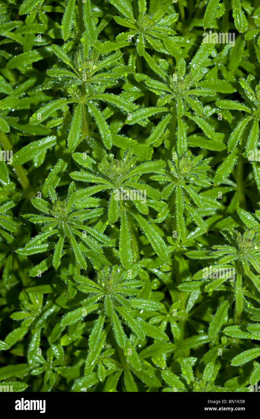 Cleavers (Galium aparine Stock Photo Alamy