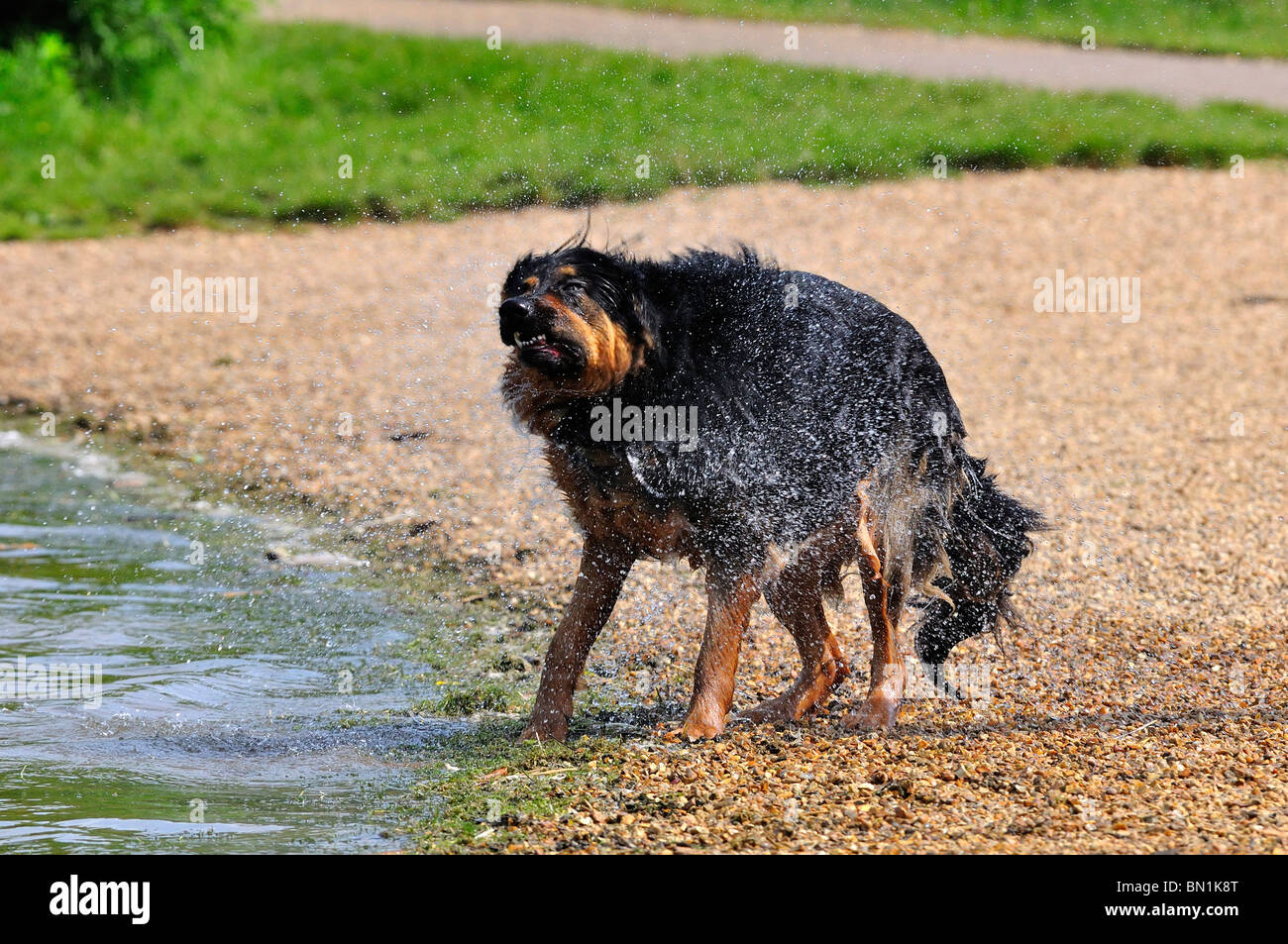 Why Do Dogs Shake Their Coats