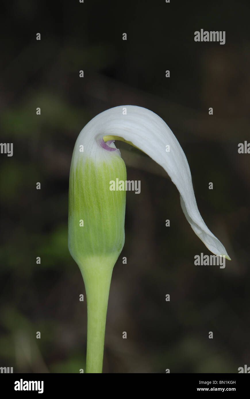 Cobra Lily (Arisaema murrayi) Stock Photo