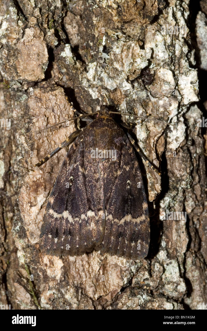 Copper Underwing, Humped Green Fruitworm or Pyramidal Green Fruitworm (Amphipyra pyramidea) Stock Photo