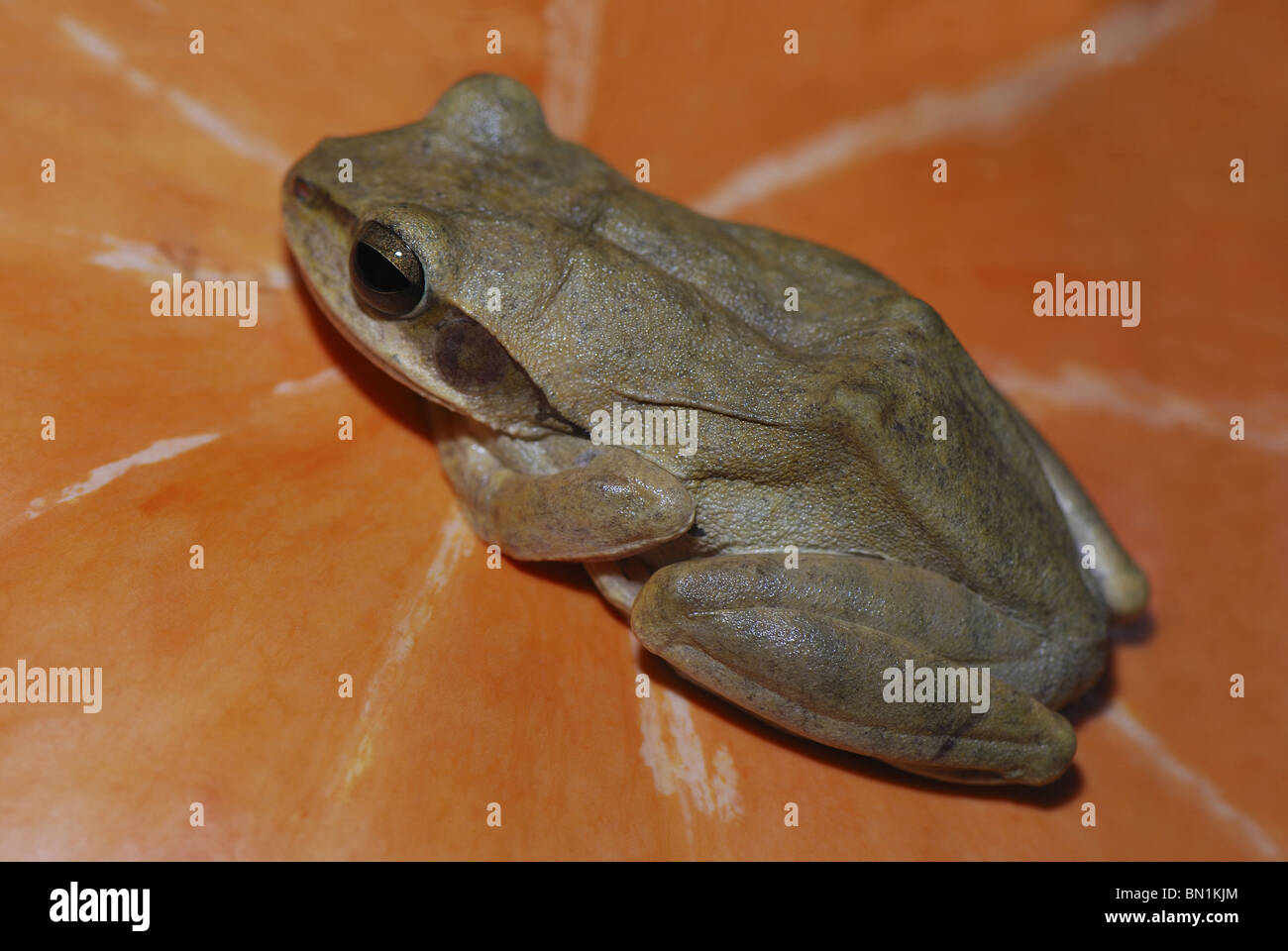 Common Indian Tree Frog (Polypedates maculatus) is sitting on pumpkin in Mocha village near Kanha National Park Stock Photo