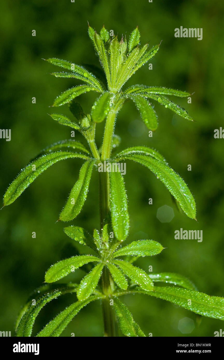 Cleavers or bedstraw galium hires stock photography and images Alamy
