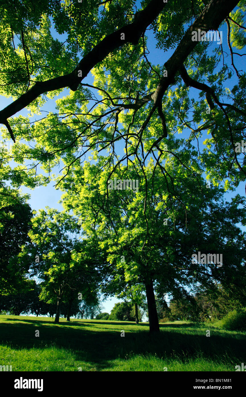 Evening walk in Hilly Fields Park, Lewisham, London Stock Photo Alamy