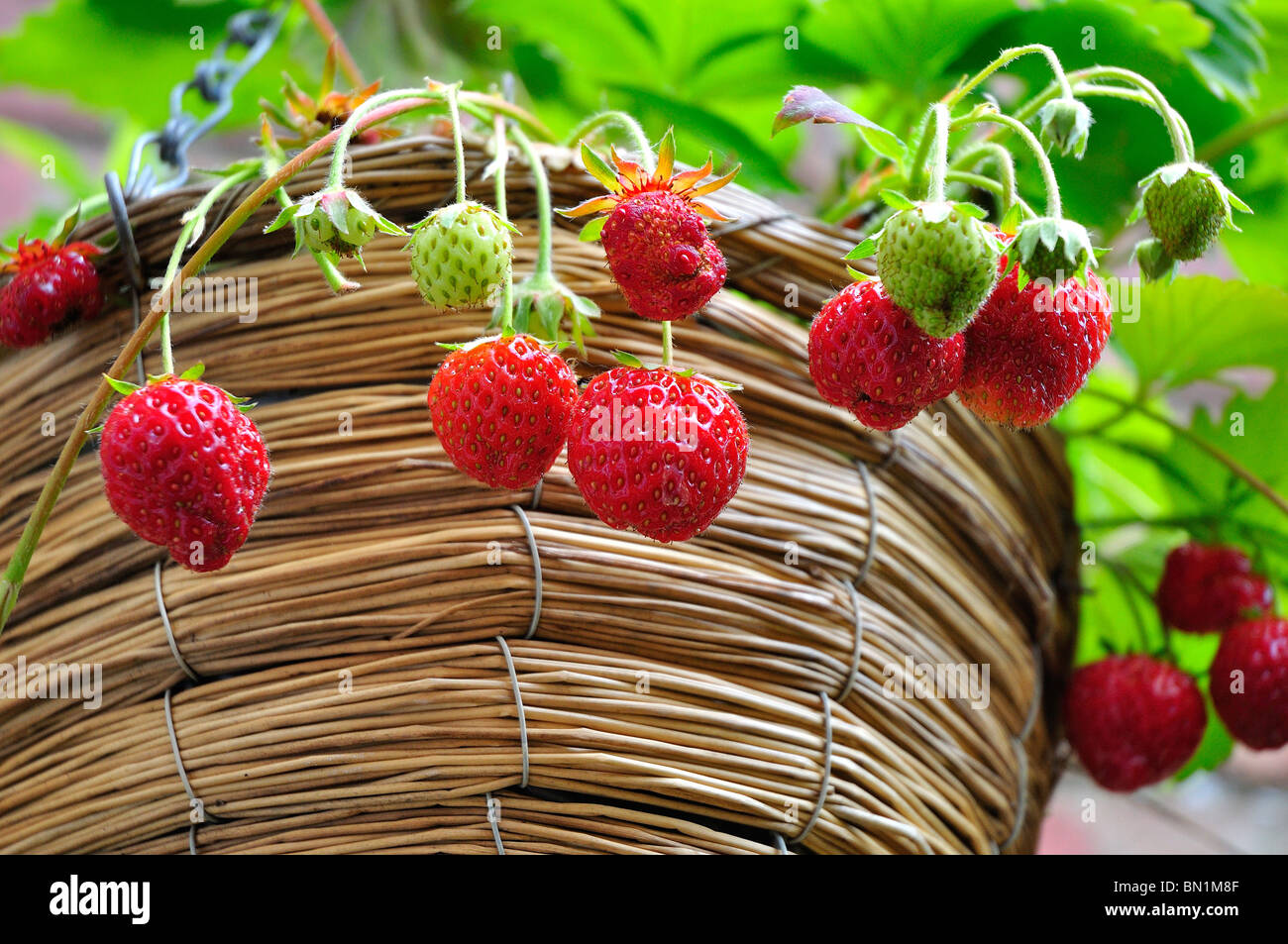 Strawberries growing in hanging basket Stock Photo Alamy
