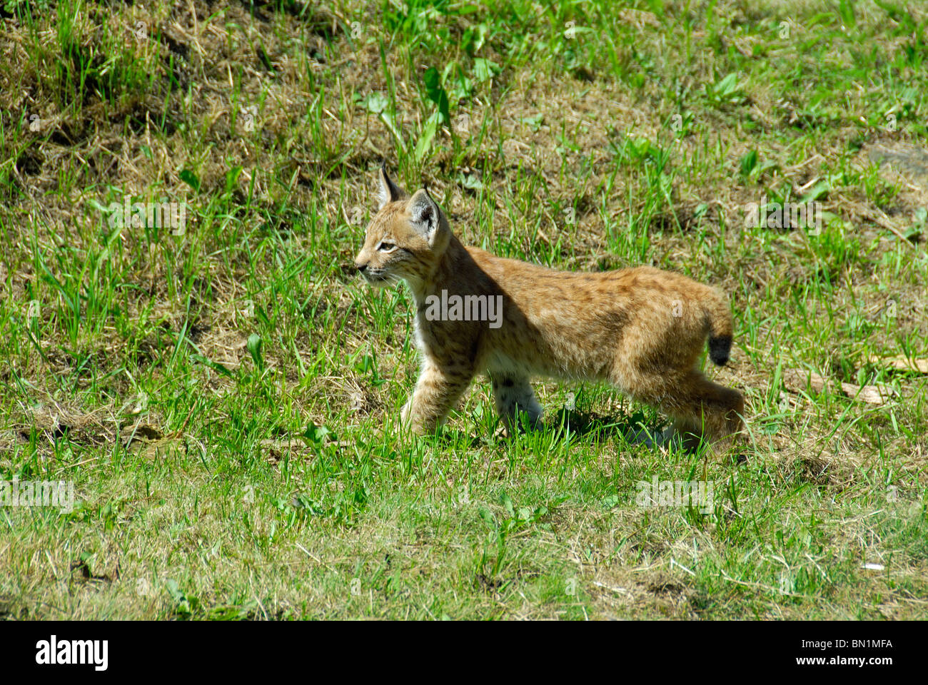 Felis lynx, Lynx Stock Photo - Alamy