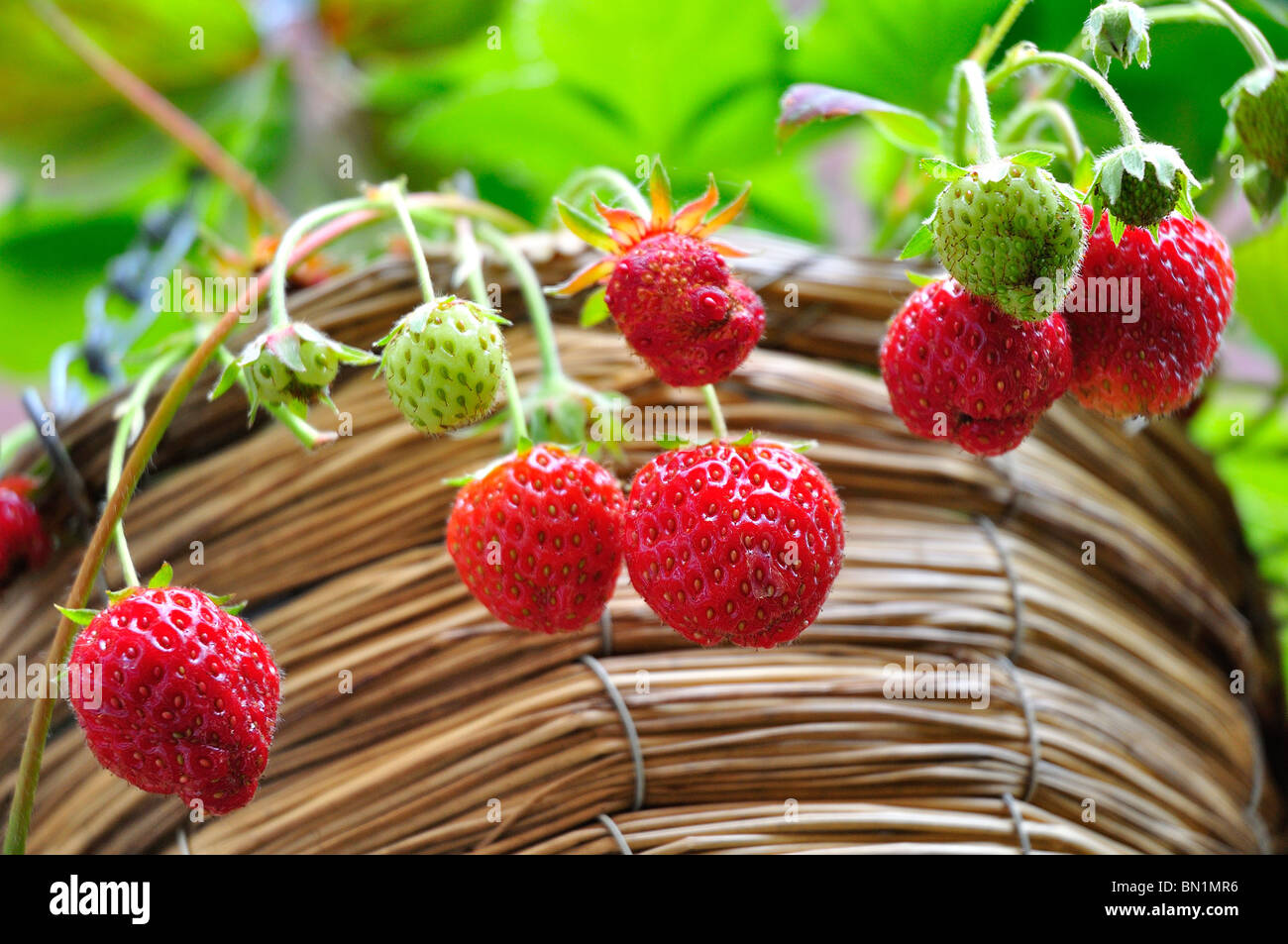Strawberries growing in hanging basket Stock Photo Alamy