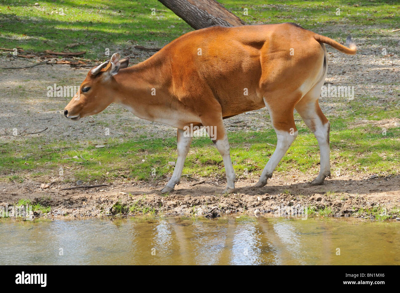 Bos javanicus, Banteng Stock Photo