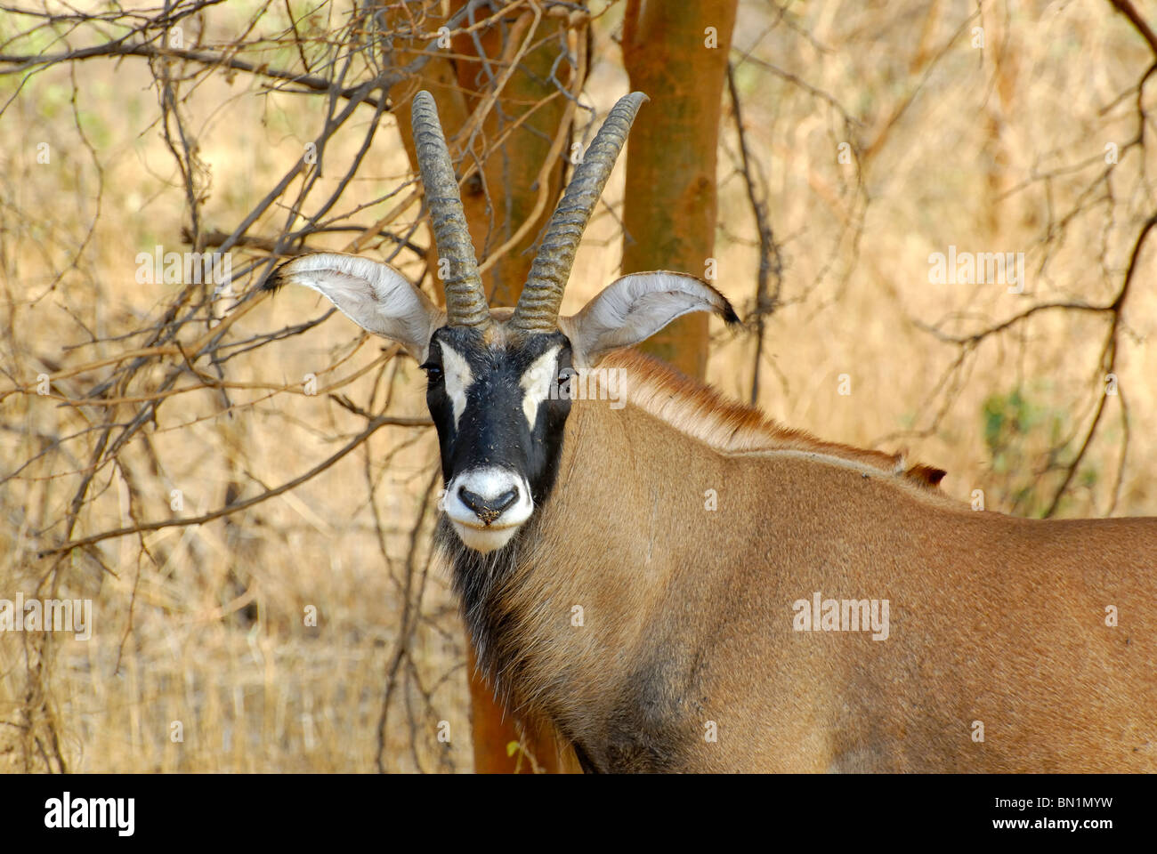 Hippotragus equinus, Roan Antelope Stock Photo