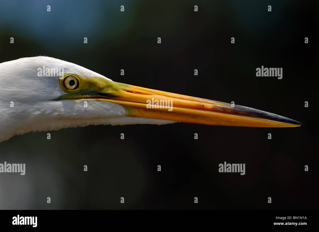 Closeup of a Great White Heron - Ardea occidentalis, taken at a swamp near Orlando, in Florida, USA Stock Photo