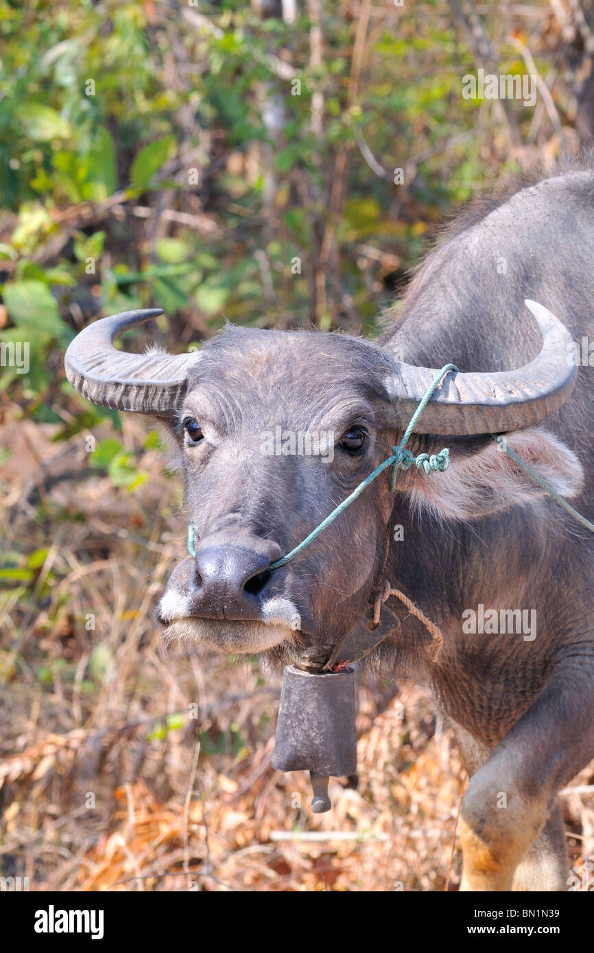 Water buffalo in North East Thailand Stock Photo