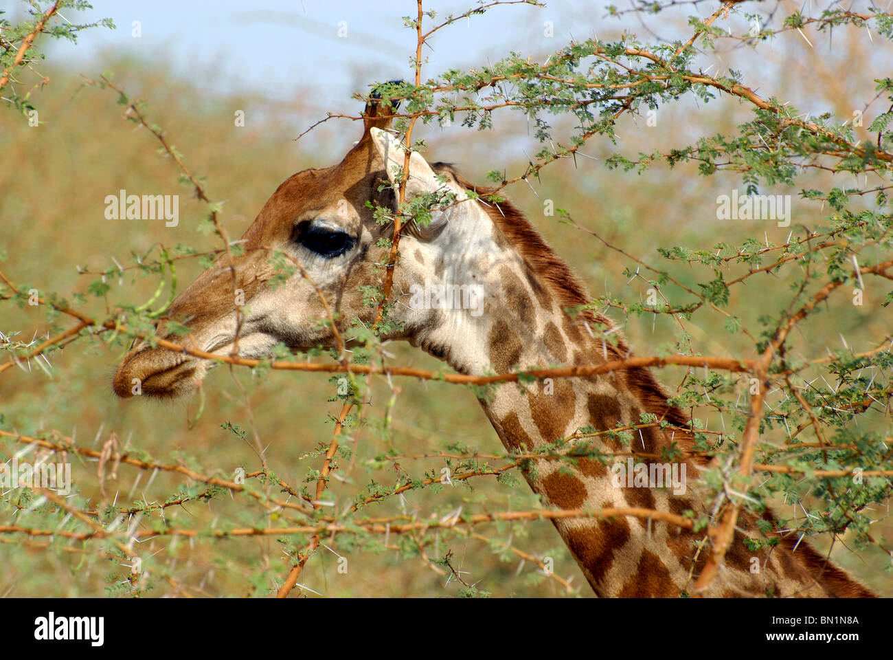 Giraffa camelopardalis, Giraffe Stock Photo