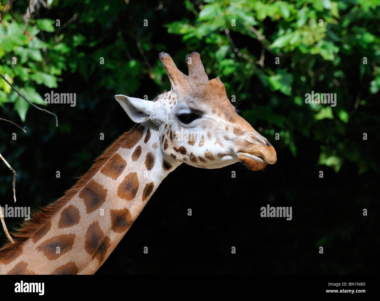 Giraffa camelopardalis antiquorum, Kordofan Giraffe Stock Photo