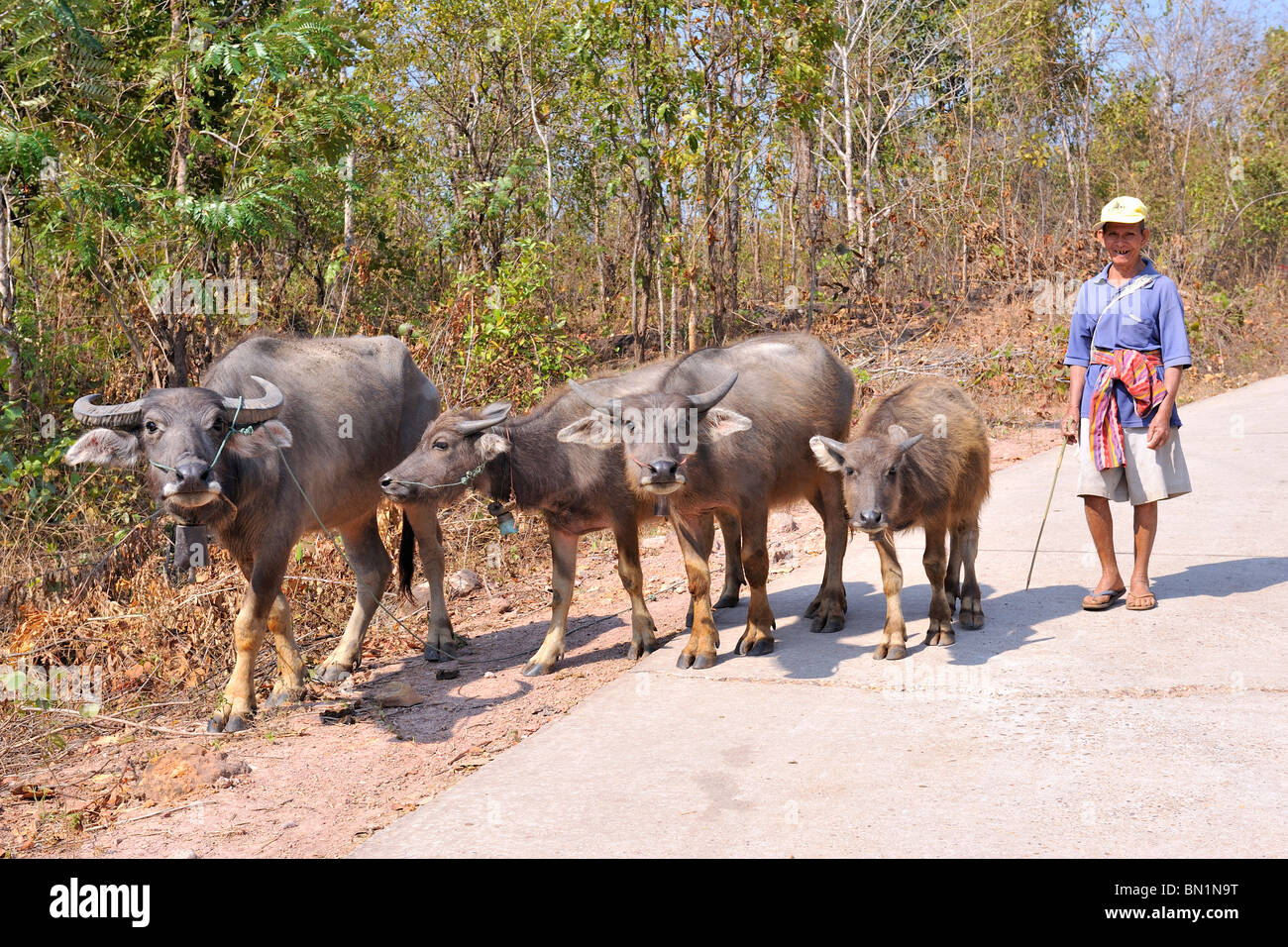 Farmer walking with his water buffalo's on the road in Isan, it is Thailand's poorest region. Stock Photo