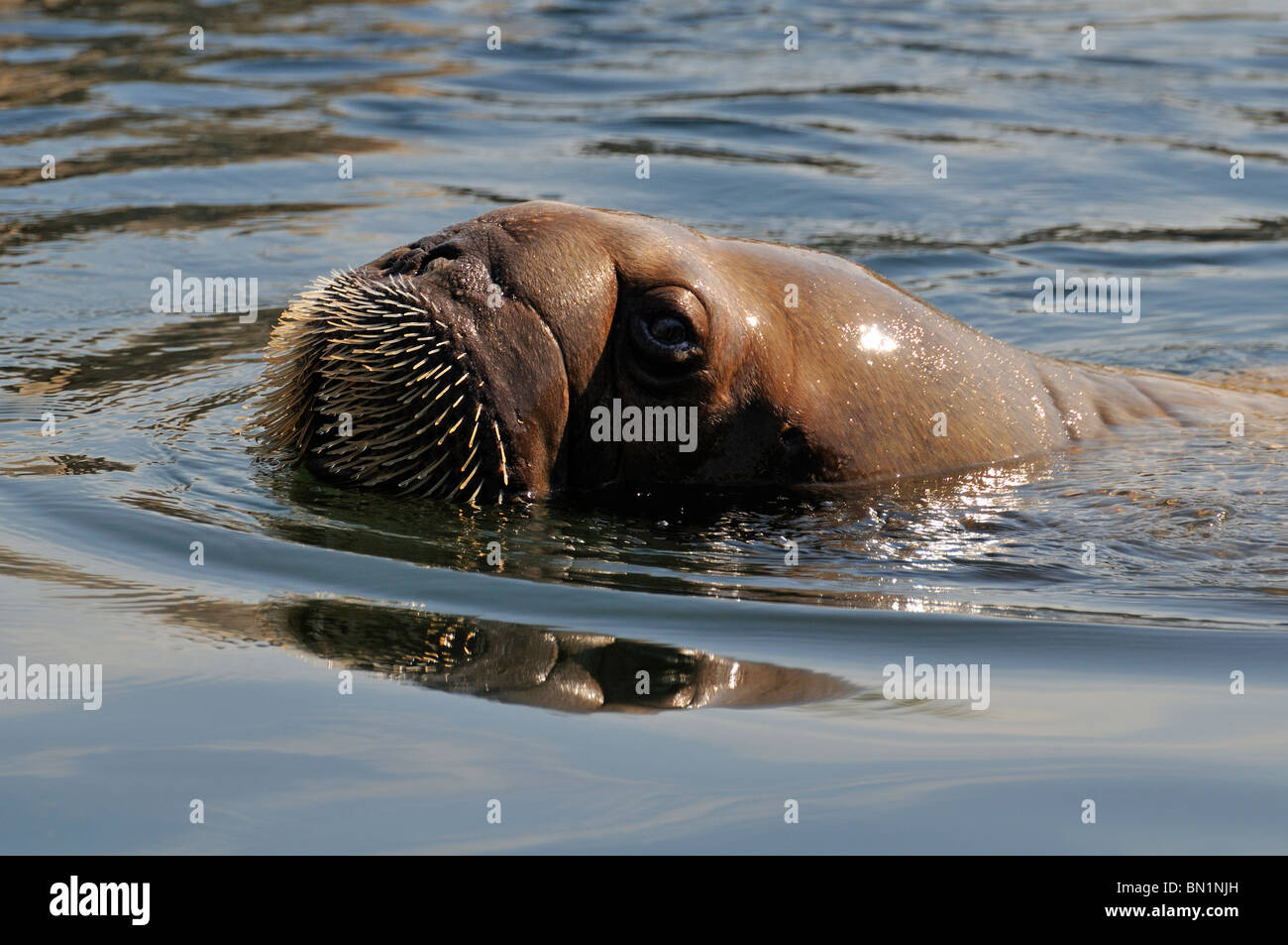 Odobenus rosmarus, Walrus Stock Photo Alamy