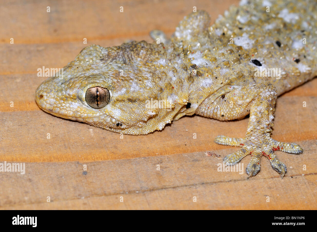 Tarentola mauritanica, gecko Stock Photo