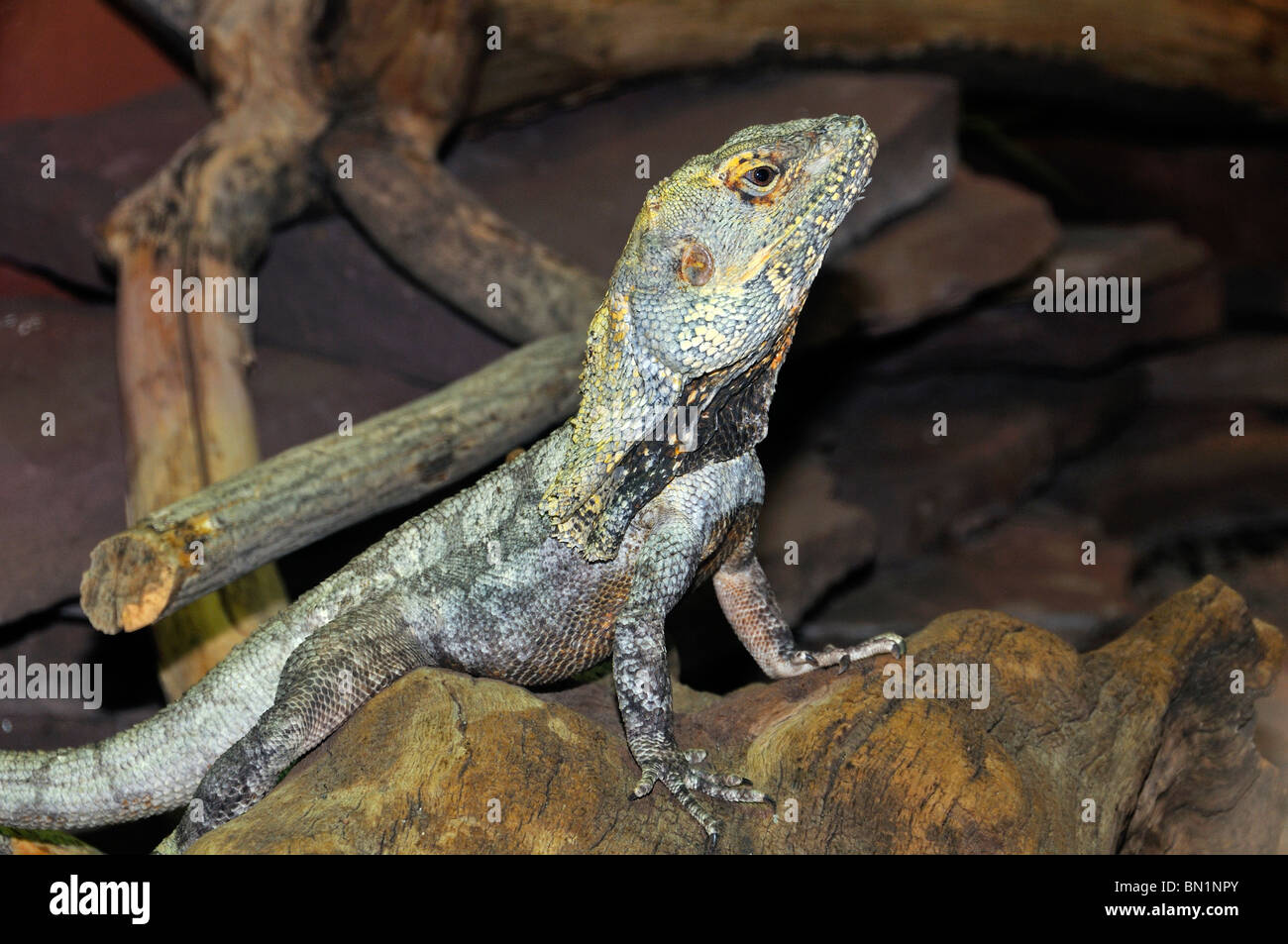 Chlamydosaurus kingii, Frill-necked Lizard Stock Photo