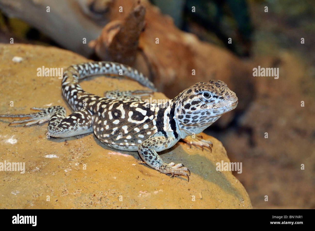 Crotaphytus collaris, Common collared lizard Stock Photo Alamy
