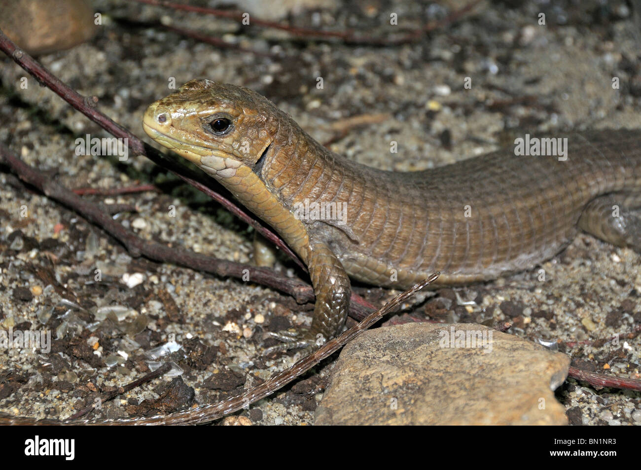 Gerrhosaurus major, Sudan plated lizard Stock Photo Alamy