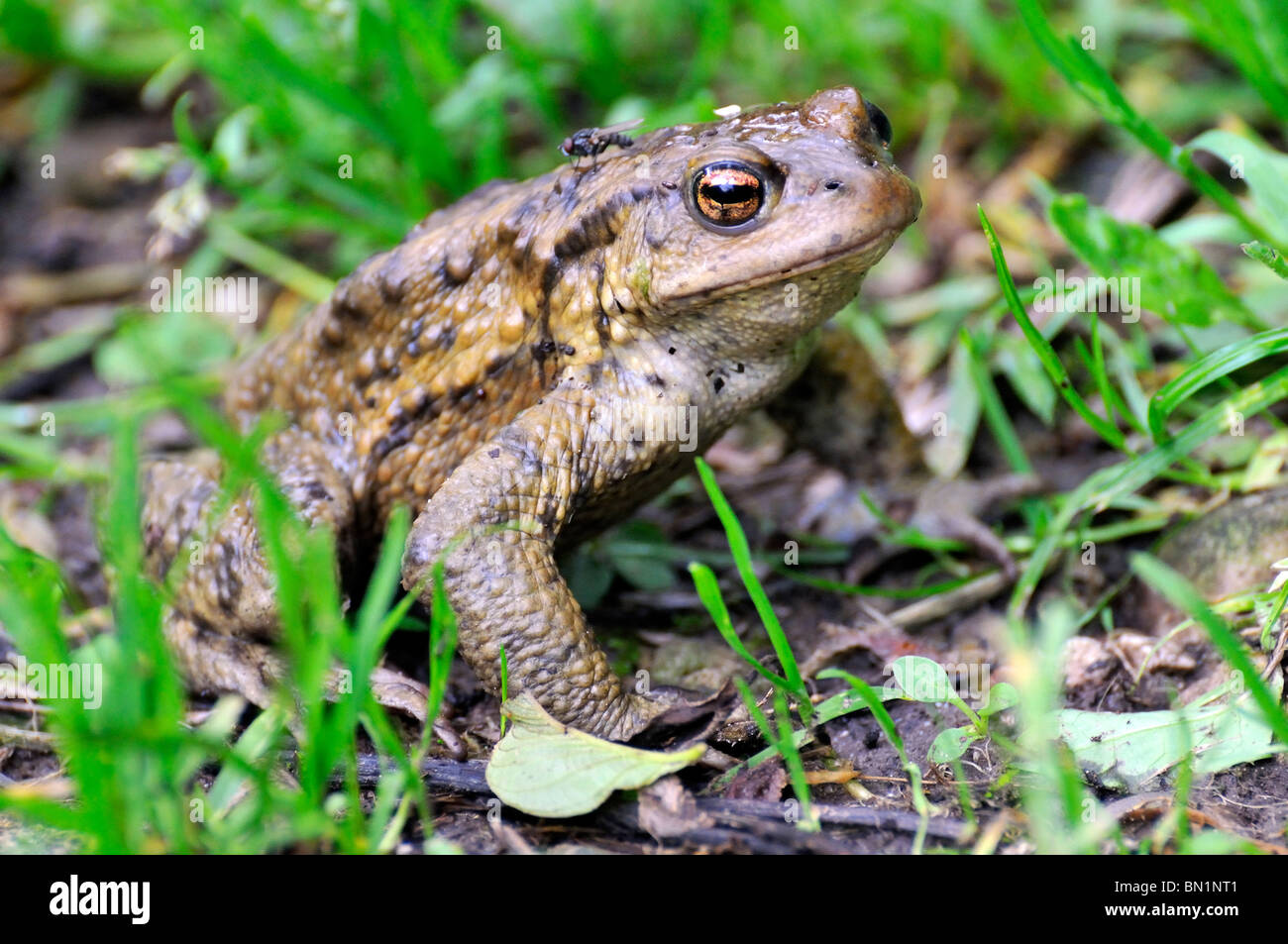 Bufo bufo, Common Toad Stock Photo