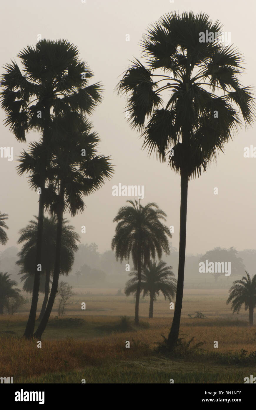 Borassus flabellifer, Taad or Palmyra palms in mist, Bankuda district. W Bengal Stock Photo