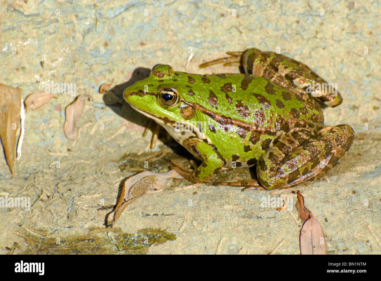 Rana sp, Frog Stock Photo