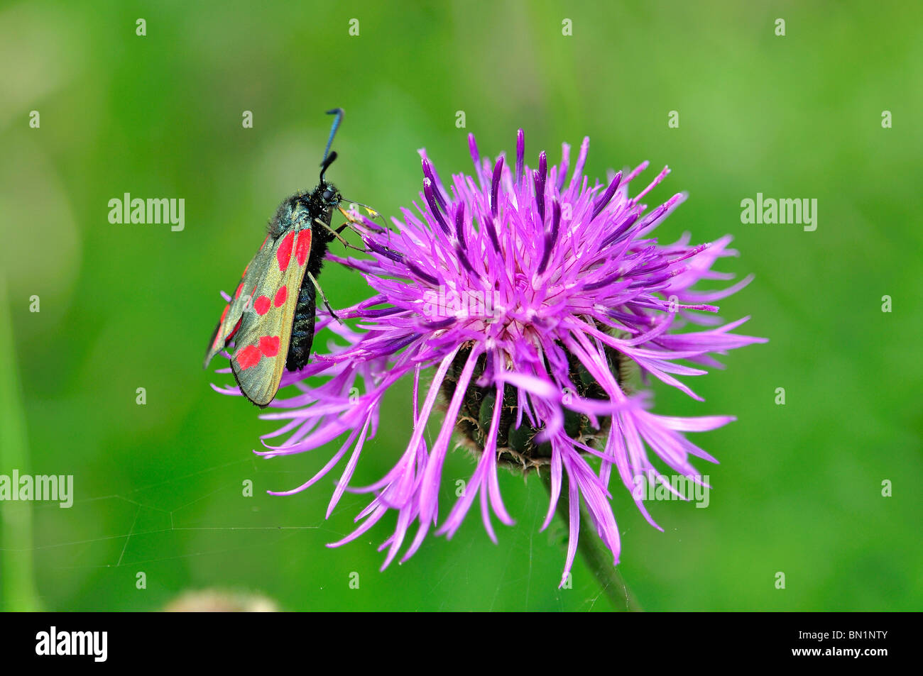 Six spot Burnet Moth Zygaena filipendulae on Knapweed in meadow Stock Photo