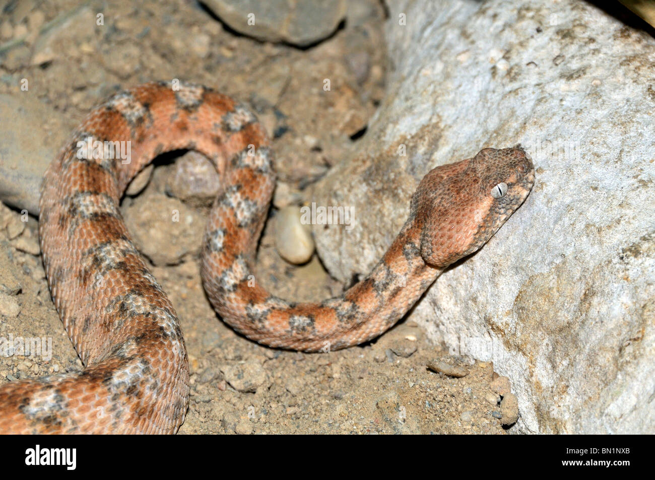 Echis coloratus, Painted saw-scaled viper Stock Photo
