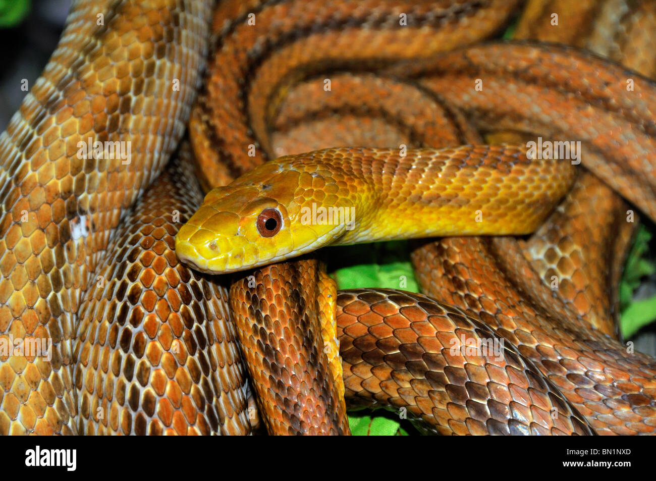 Elaphe obsoleta quadrivittata, Yellow Rat Snake Stock Photo