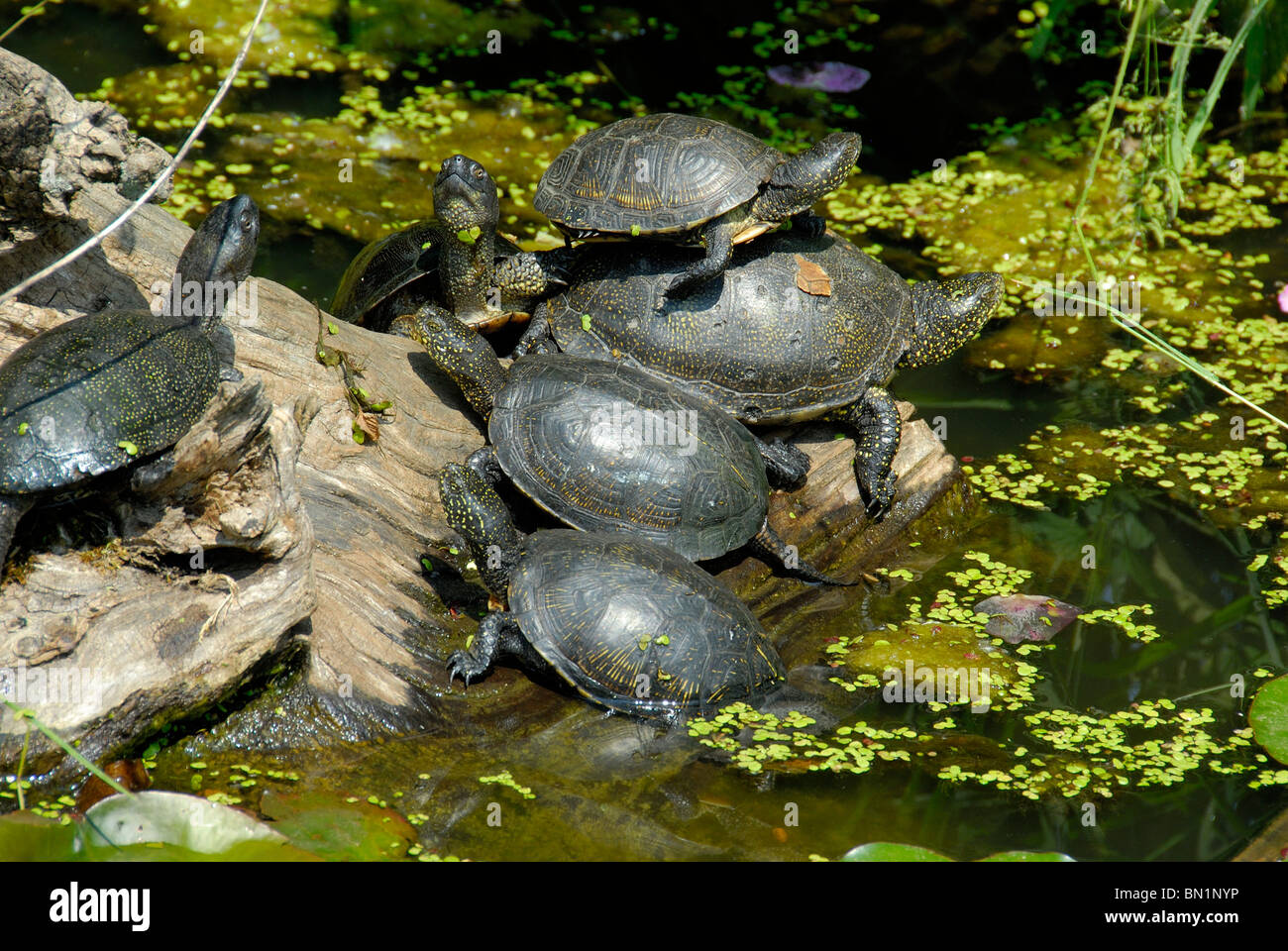 Болото черепахи. Европейская Болотная черепаха. Европейская Болотная черепаха (Emys orbicularis). Колхидская Болотная черепаха. Болотная черепаха Emys orbicularis (Linnaeus, 1758).