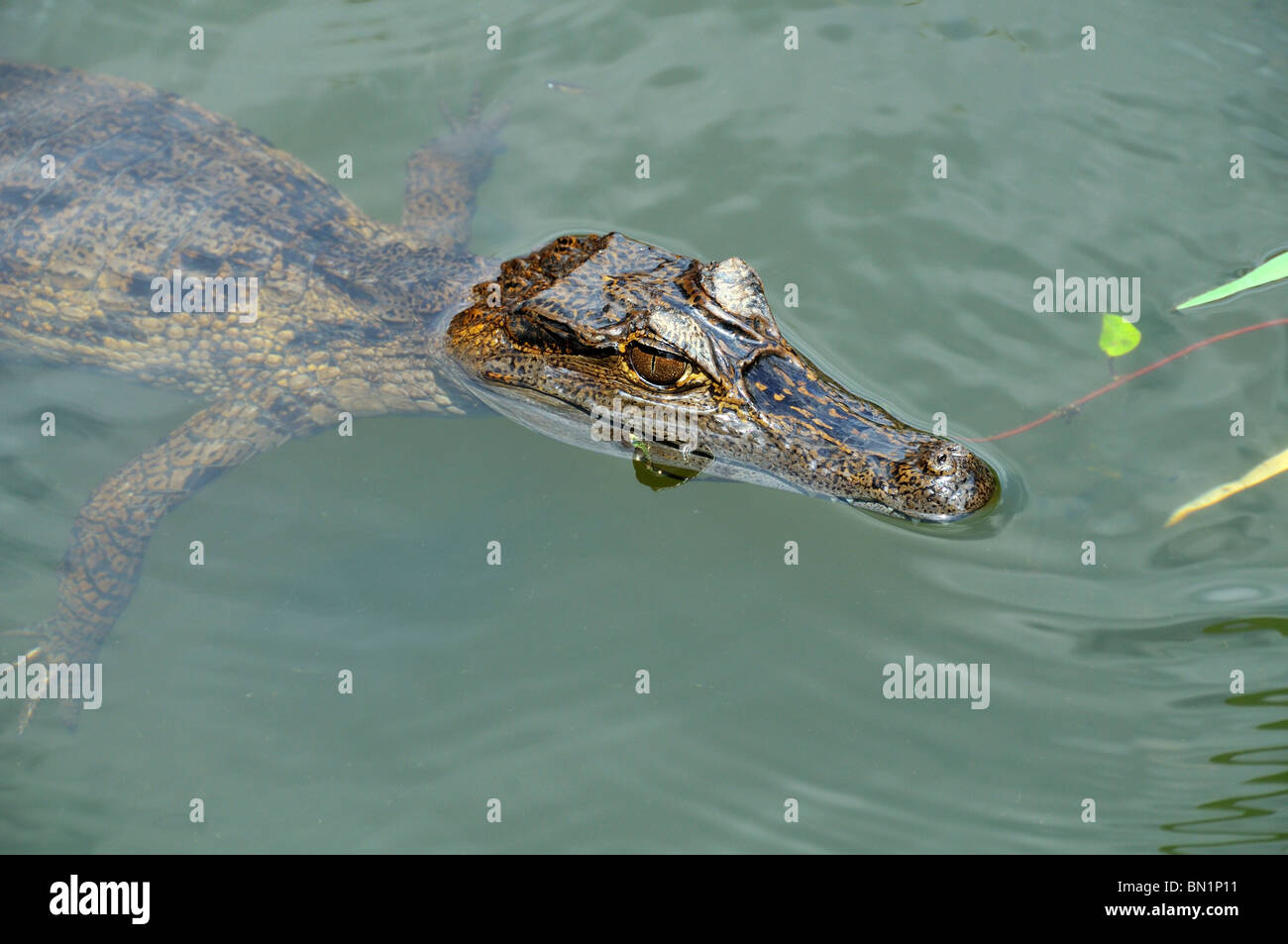 Paleosuchus trigonatus, Smoothfronted Caiman Stock Photo Alamy