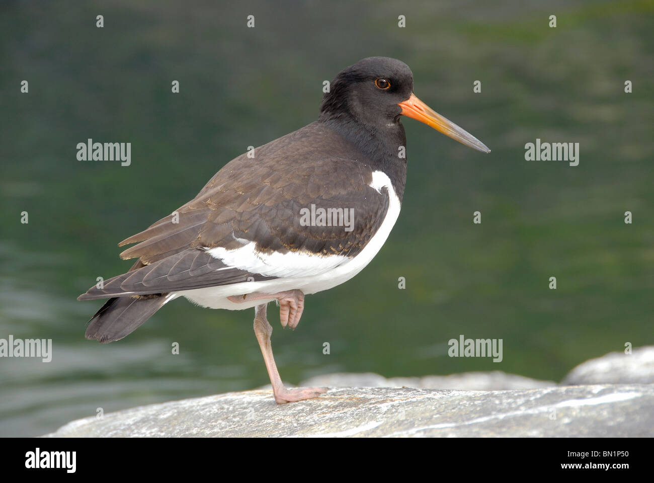 Haematopus ostralegus, Eurasian Oystercatcher Stock Photo - Alamy