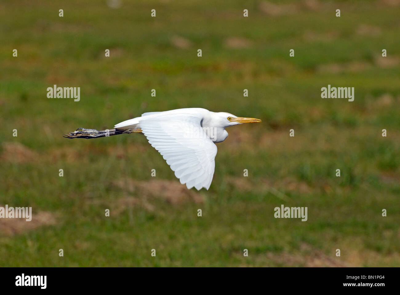Bubulcus ibis, Cattle Egret Stock Photo - Alamy