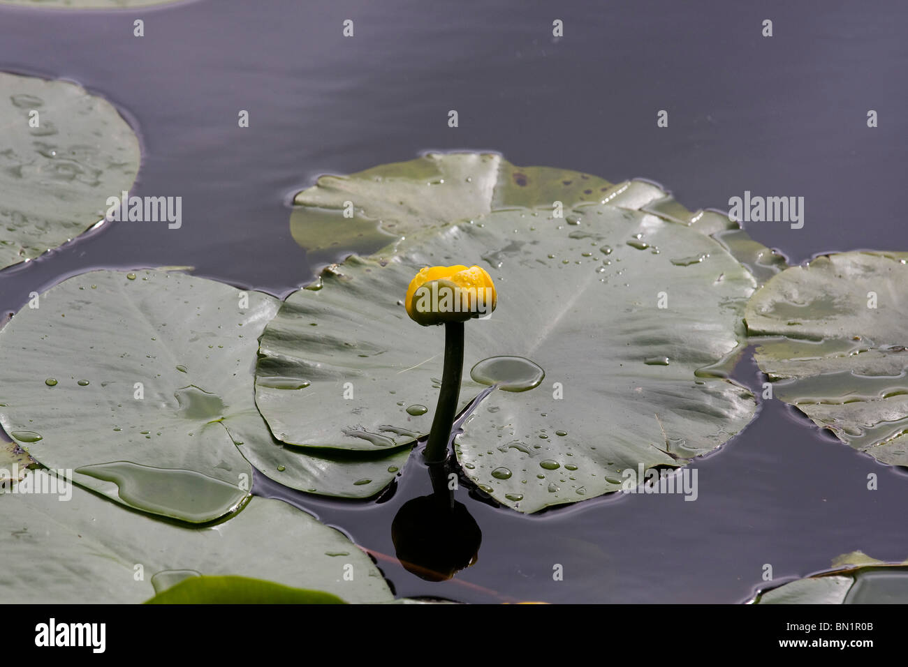 The yellow flower of the Nuphar lutea. Stock Photo
